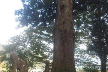The Great Cedar of Suwa Shrine