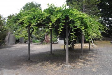 This is one tree, spreading out to provide some shade