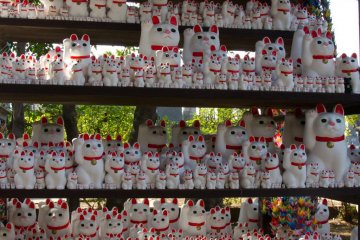 An army of cats