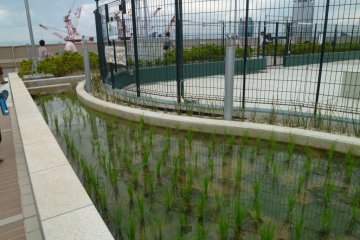 Miniature rice paddy field