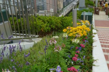 Flowers in Sky Farm