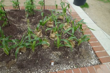 Corns