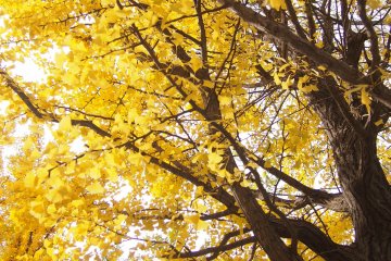A gorgeous display of golden leaves.