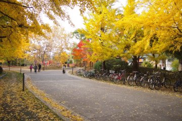When the wind blew, yellow leaves rained down.