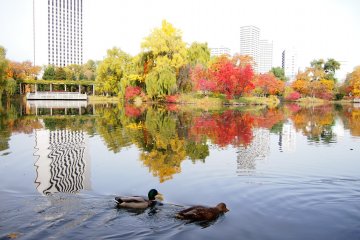 Lover ducks oblivious to the beauty around them.