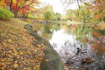 The edge of the pond littered with leaves.