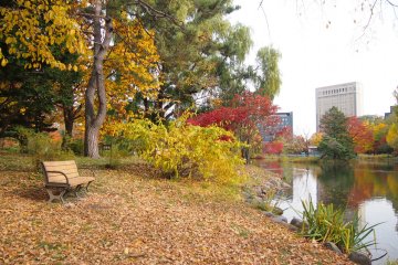 It's simple pleasure to sit on the park bench and watching ducks in the pond.