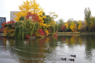 A group of ducklings at a smaller pond.