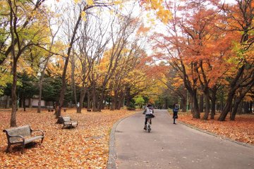 The walk through the Maruyama Park to the shrine is very enjoyable on a sunny autumn day.