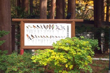 Amusingly, I saw none of the birds illustrated on the board that were supposed to be natural to the Maruyama park, but dozens of crows (not illustrated).