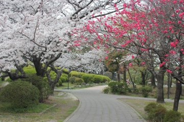 Sakura au parc de Suijyou