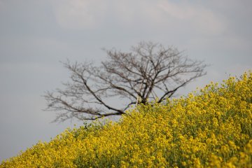 Tapis jaune à Gyoda