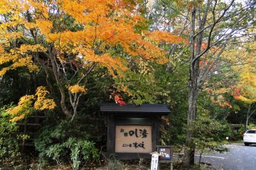 A tree hangs beautifully over a ryokan sign