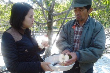 Nakagomi-san cutting up apples for us to try.