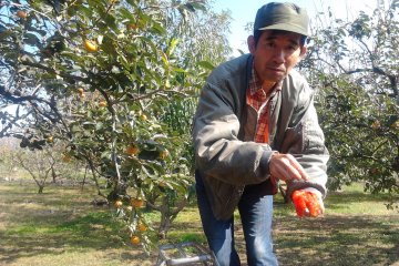 Showing us the super sweet and juicy variety of persimmon.