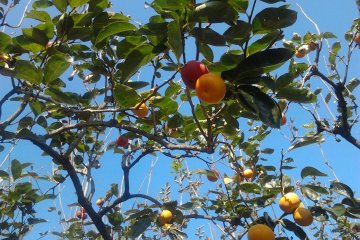 Persimmons are picked by cutting with a pair of scissors.