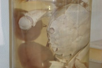 Diseased crab