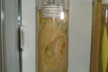 Fungus Fish