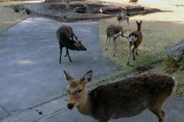 There about 20 people living on the island with about 20 to 40 times (400-800) as many deer!