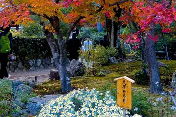 <p>Beautiful autumn leaves and white chrysanthemums</p>