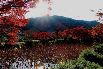 <p>Lotus pond</p>