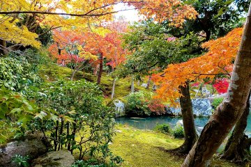 <p>Autumn leaves in Hyakka-en Garden</p>