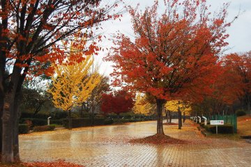 Feuillage d'automne au Parc Muse