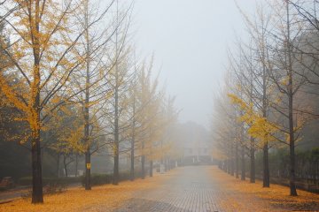 La brume recouvre les arbres Gingko