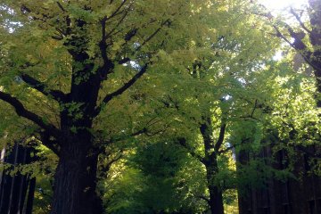 <p>The gingko trees as mid-November, with tinges of yellow starting to color the green leaves.</p>