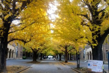 <p>The gingko trees as of late November, with the leaves turned but not yet falling.</p>