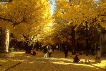 <p>The gingko tree avenue in their full glory. This golden carpet will last a week or two, and is especially spectacular on a clear, sunny day.</p>