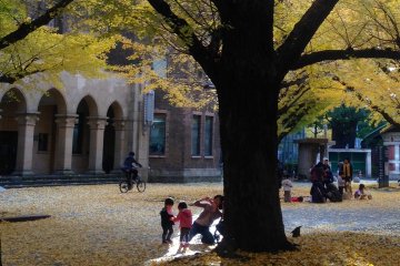 <p>The campus is open to public, so a lot of people come during the gingko season. Children seem to love playing with the leaves.</p>