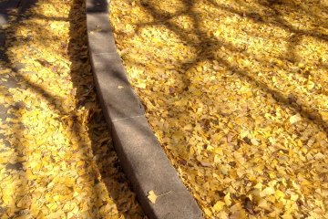 <p>Sunlit shadow of ginkgo branches on the soft carpet of fallen leaves.</p>