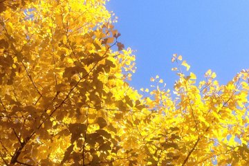<p>The bright, pure yellow against the clear, blue autumn sky is quite a feast for the eye.</p>
