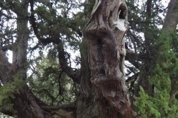 You can also see several old trees on the premises. They are 750 year-old junipers brought by the first chief priest Doryu from ancient China. Looking at these big trees, I think fondly of him and admire him for planting the seeds of Zen culture in Japan.