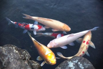 Carp in the Buddha pond