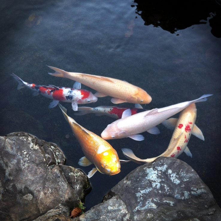 Carp in the Buddha pond