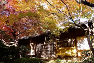 <p>Colorful leaves</p>