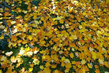 <p>Yellow leaves on the ground</p>