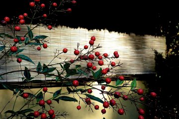 <p>Red seeds of nandina</p>