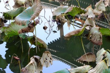 <p>Reflection of the gate in lotus pond. Come&nbsp;in late July-early August to see these beautiful lotus in full bloom</p>