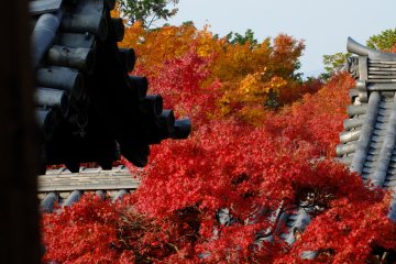 <p>There are many beautiful combinations here of dark tiled roofs and lovely red maple</p>