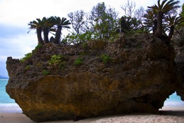 Pohon palem di puncak tebing