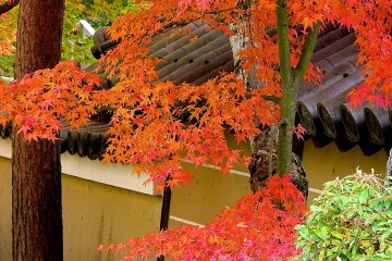 Brilliant colors of autumn