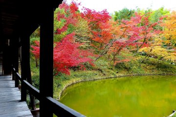 Splendid autumn leaves over a pond