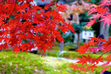 Aflame with crimson