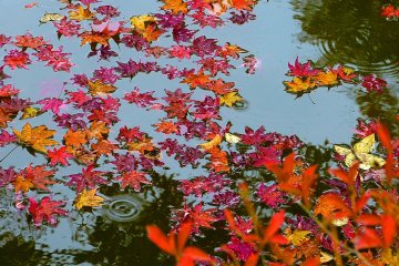 Scattered leaves on a pond