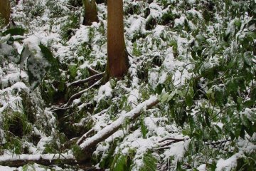 You first know you have come to a special place when you begin walking up the long narrow road that leads to the steps that will take you up to the temple grounds: You are in the middle of a deep, dark forest setting. Trees soar above you to the right, an