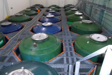 Sake di dalam penyimpanan