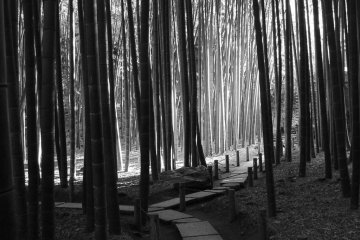 streams of light filter in though the trees and create a truly magical space